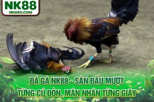 Đá gà NK88 - Đấu Mượt Từng Cú Đòn, Mãn Nhãn Từng Giây