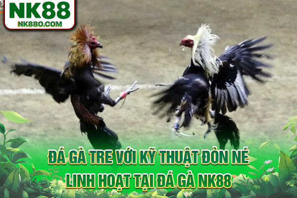 Đá gà tre với kỹ thuật đòn né linh hoạt tại đá gà NK88
