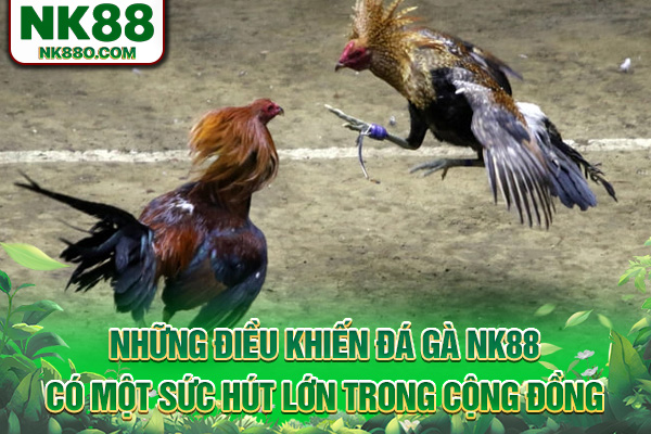 Những điều khiến đá gà NK88 có một sức hút lớn trong cộng đồng